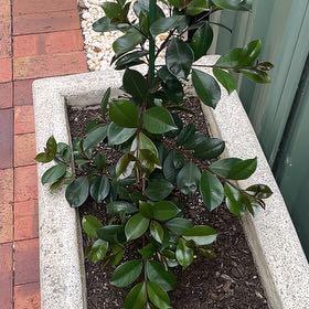 Photo of the plant species Lilly-Pilly by @TycoonPomelo34 named Willow on Greg, the plant care app