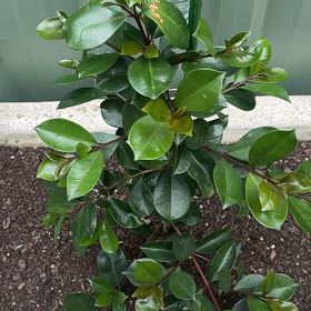 Photo of the plant species Lilly-Pilly by @TycoonPomelo34 named Zeus on Greg, the plant care app
