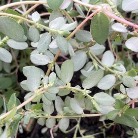Photo of the plant species Blue Weed by @MarvelSunflower named Darwin on Greg, the plant care app