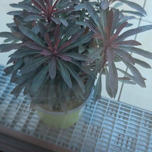 Photo of the plant species Wood Spurge by @StarryBibi76 named Denali on Greg, the plant care app