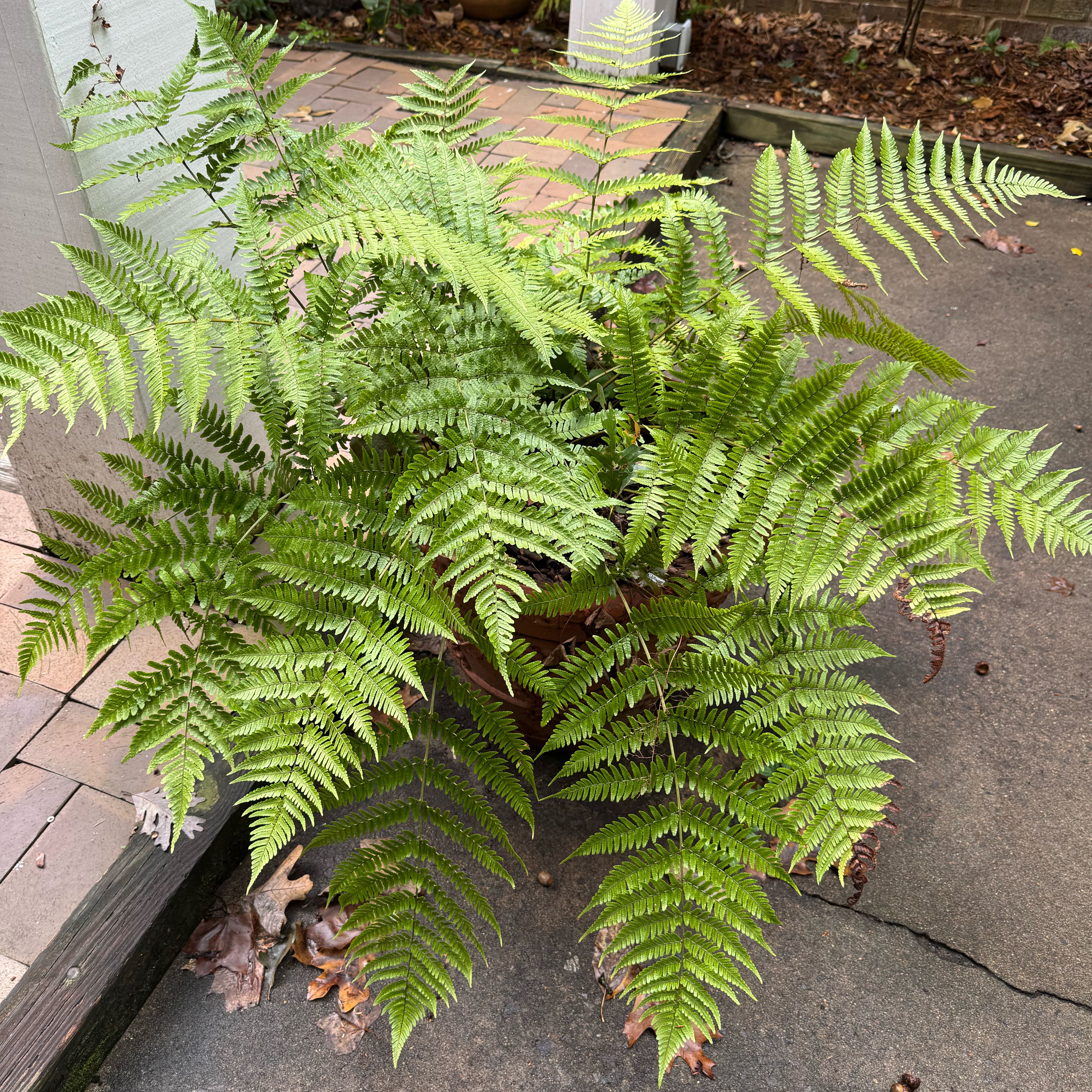 Photo of the plant species Bracken Fern by @EloquentApple46 named Queen on Greg, the plant care app