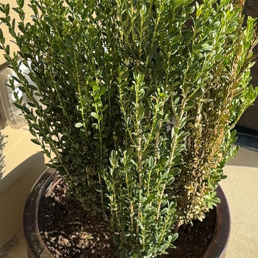 Photo of the plant species Sky Pencil Japanese Holly by @ShinyRuby0 named Dolores on Greg, the plant care app