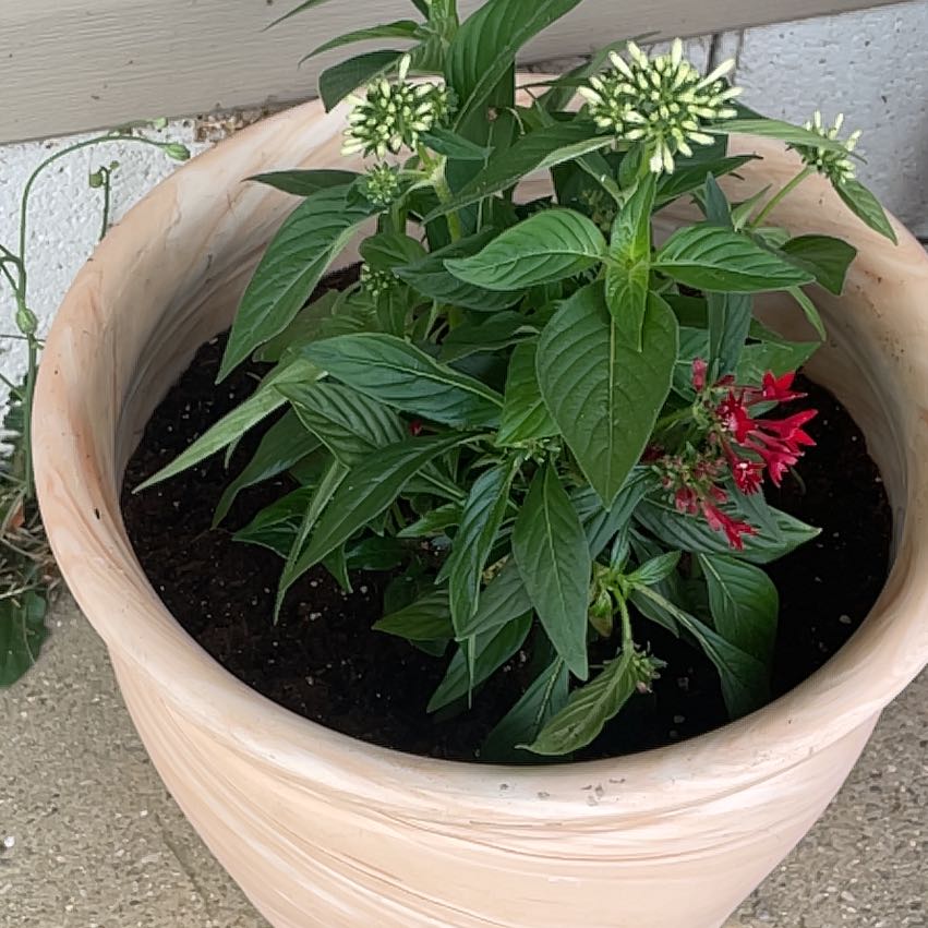 Photo of the plant species Pentas by @AvidSalad73 named Lola on Greg, the plant care app