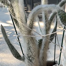 Photo of the plant species Pachycereus Schottii by @ComicMira66 named Miley on Greg, the plant care app