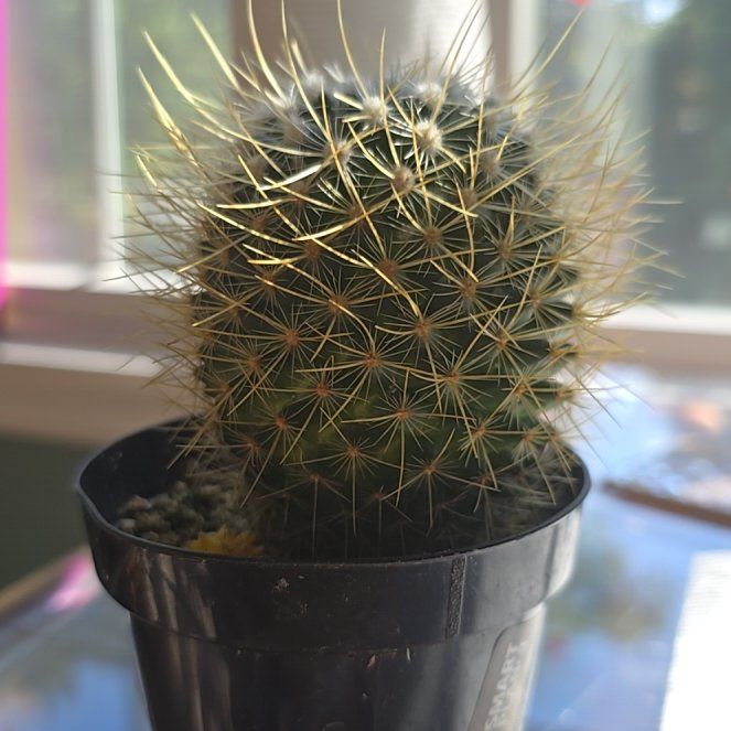Photo of the plant species Lemon Ball by @HipApplerose55 named kiwi on Greg, the plant care app