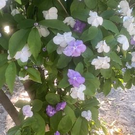 Photo of the plant species Brazil Raintree by @WinAnahaw13 named Robert Plant on Greg, the plant care app