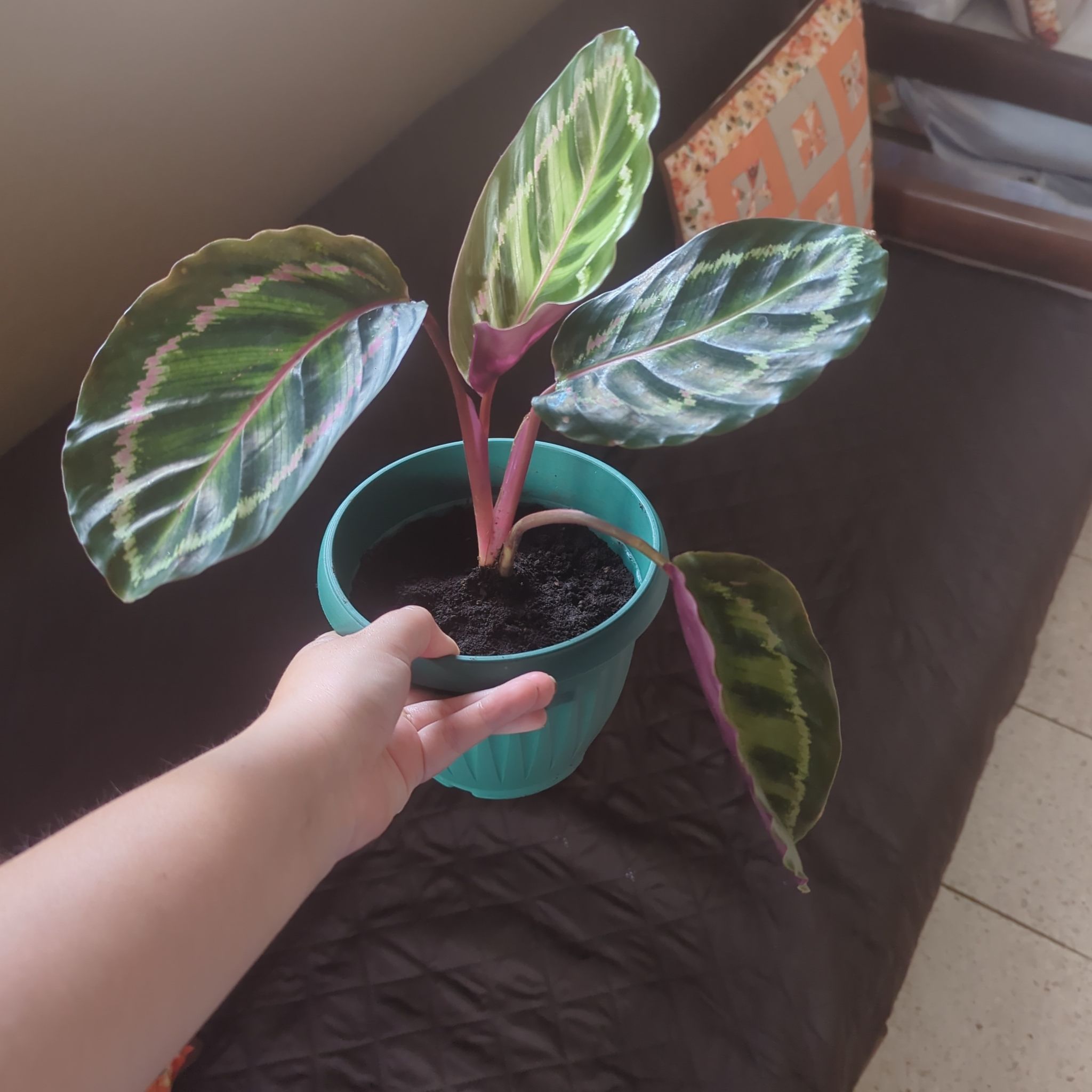 Photo of the plant species Calathea Illustris by @CasualPothos68 named Illustris 1 on Greg, the plant care app