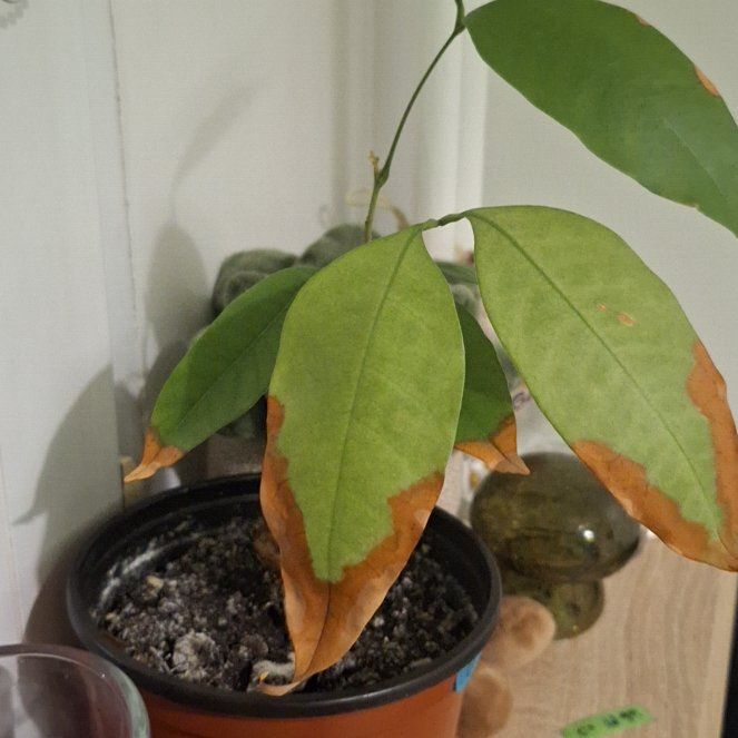 Photo of the plant species Lychee by @StarEggplant15 named Clooney on Greg, the plant care app