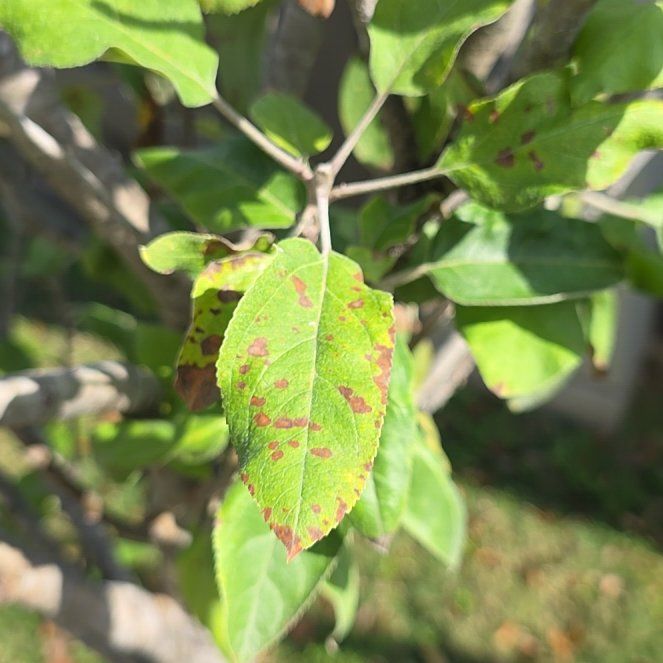 Photo of the plant species Oregon Crabapple by @IntenseKowhai10 named Rihanna on Greg, the plant care app