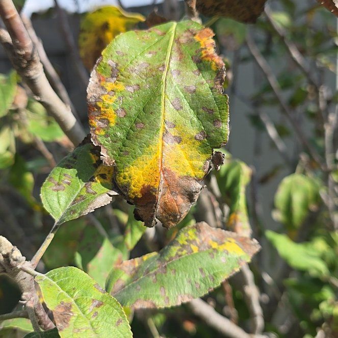 Photo of the plant species Crab Apple by @IntenseKowhai10 named Coco on Greg, the plant care app