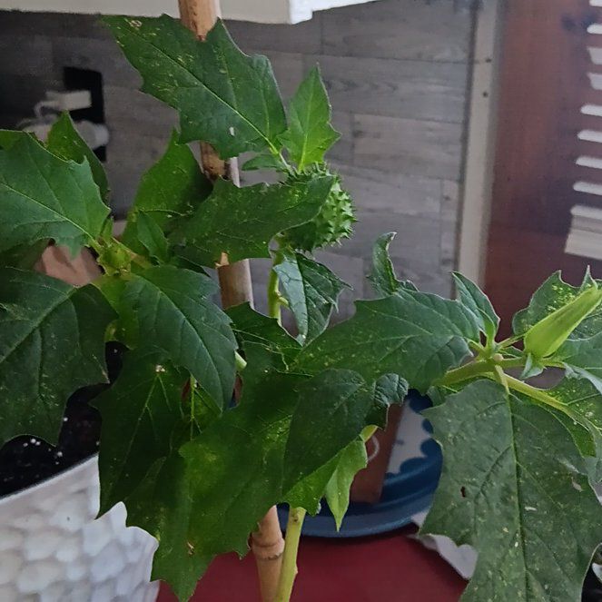 Photo of the plant species Devil's Apple by @UnafraidPlanera named Spike Leaves on Greg, the plant care app