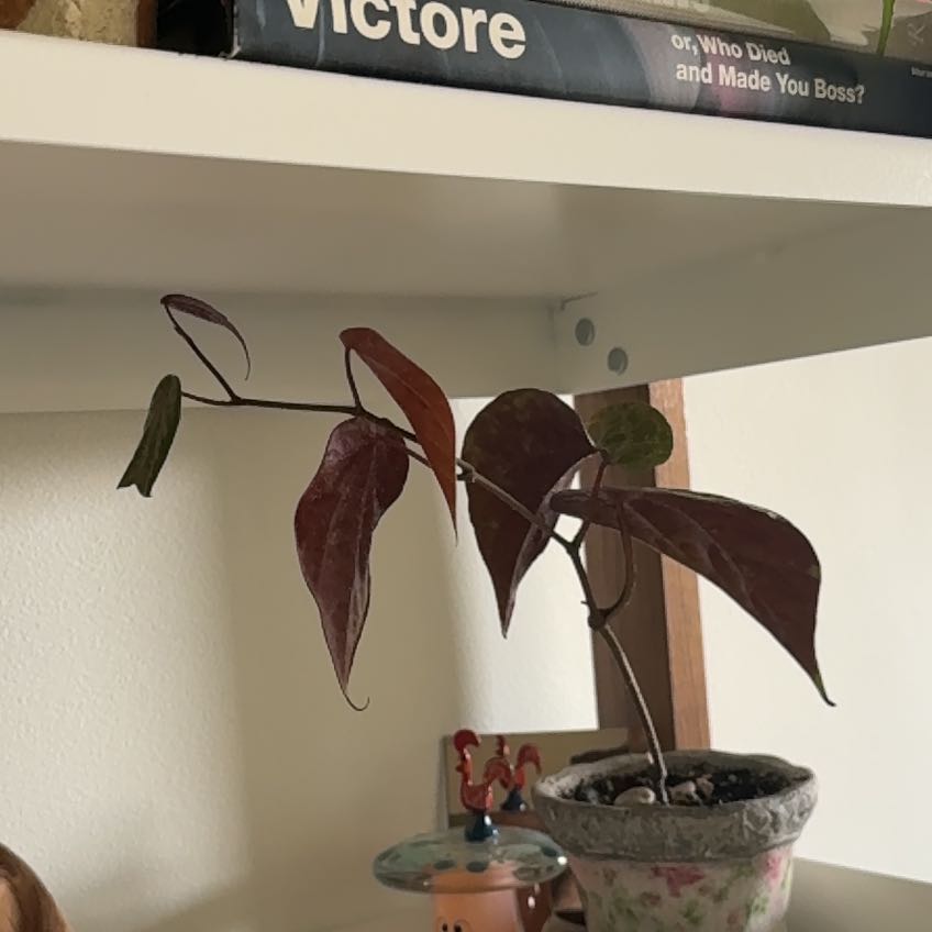 Photo of the plant species Piper Crocatum by @Noritown named Girlfrond on Greg, the plant care app