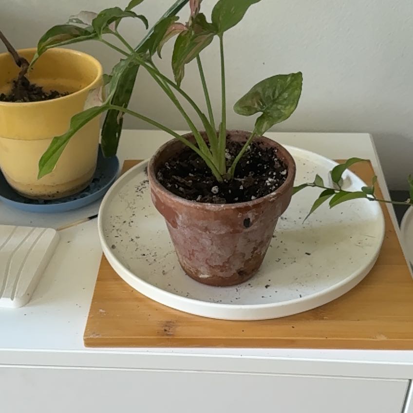 Photo of the plant species Piper Crocatum by @Noritown named Curie on Greg, the plant care app