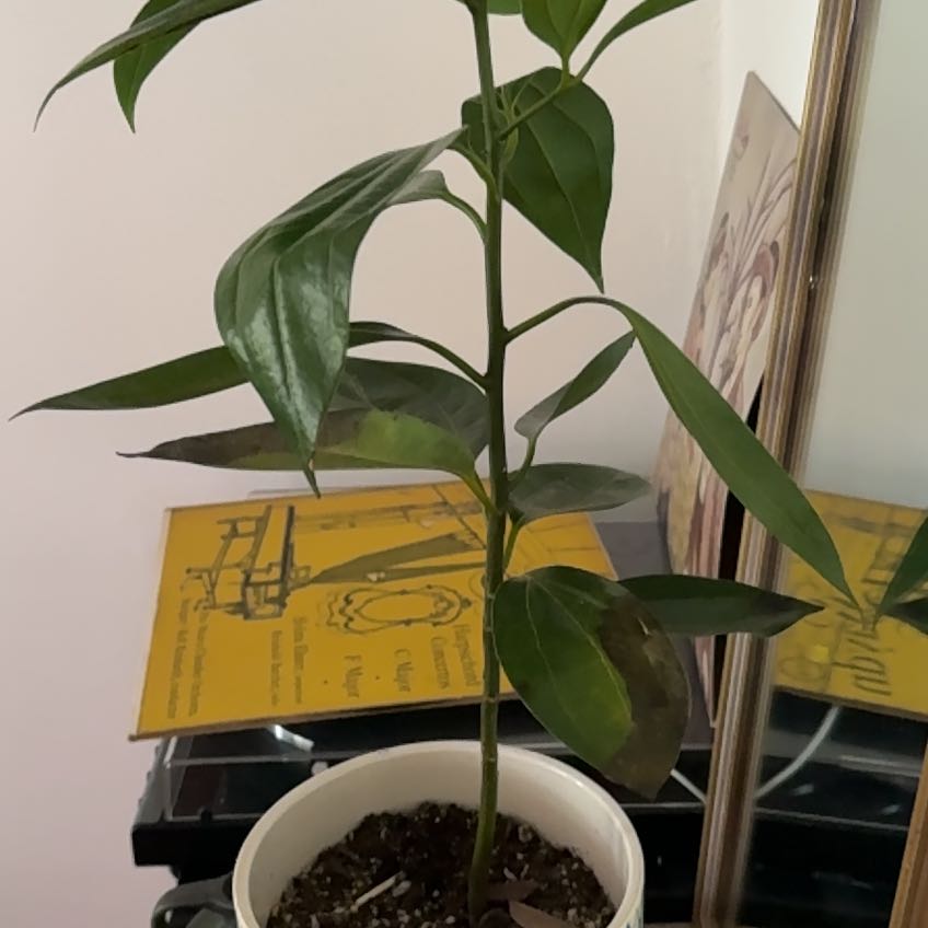 Photo of the plant species Cinnamon by @Noritown named Apollo on Greg, the plant care app