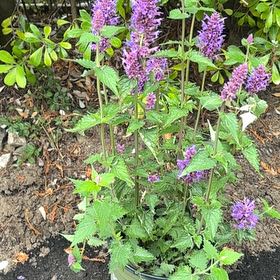 Photo of the plant species Anise-Hyssop by @CivilOrchids3 named Clooney on Greg, the plant care app