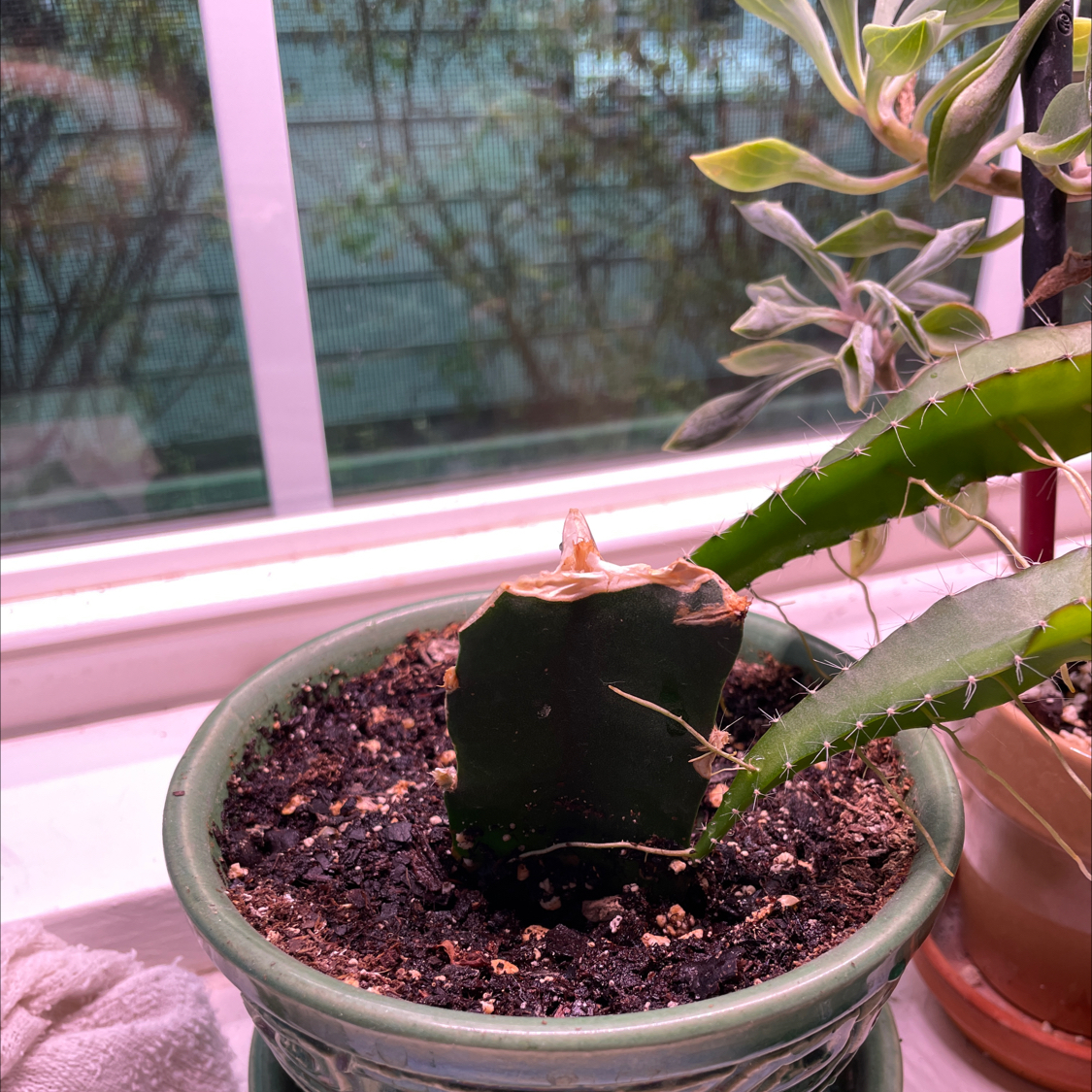 Potted dragonfruit plant with green stem and spines, near a window. Another plant in the background.