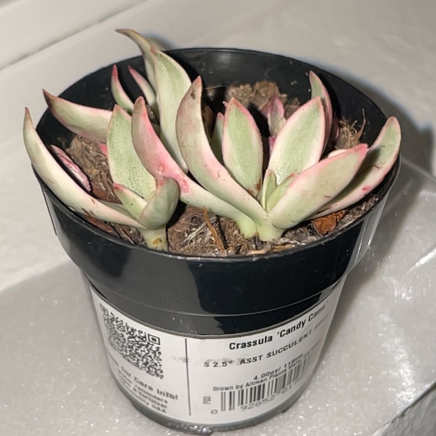 Photo of the plant species Crassula 'Candy Cane' by @StrategicRose27 named Candy on Greg, the plant care app