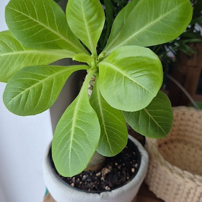 Photo of the plant species Hawaiian Palm by @GrandGingerpine named Aululu on Greg, the plant care app