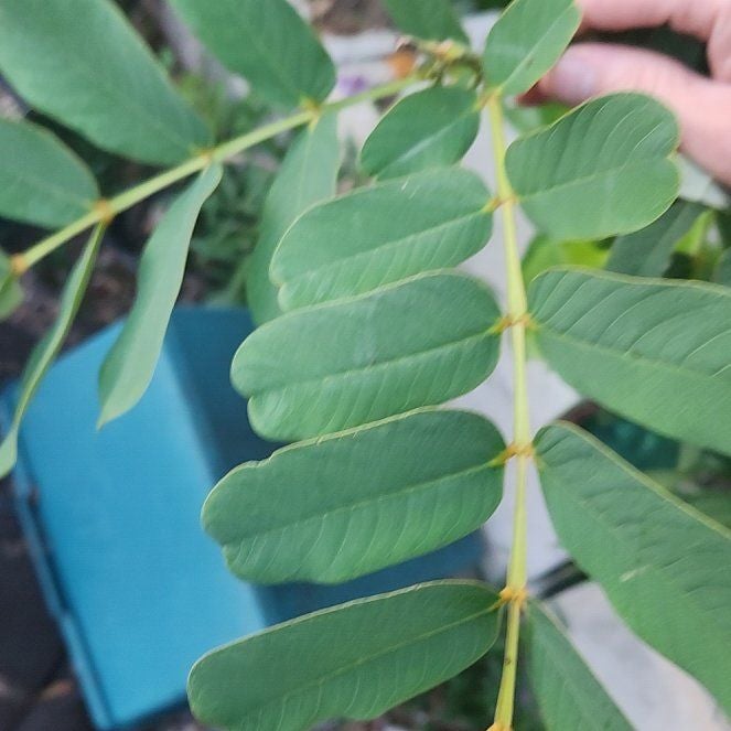 Photo of the plant species Candle Bush by @IdealDamiana83 named Remington on Greg, the plant care app