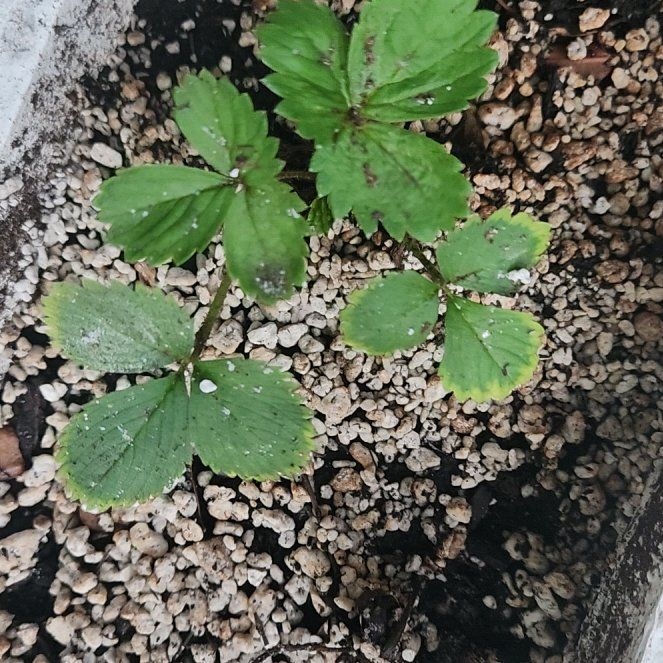 Photo of the plant species Strawberry by @IdealDamiana83 named Sage on Greg, the plant care app