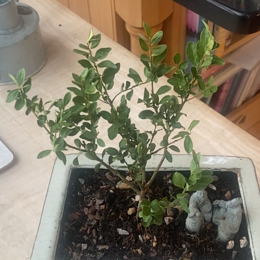 Photo of the plant species Japanese Holly 'Jenny' by @DevotedRadish2 named Bigleaf smalls on Greg, the plant care app