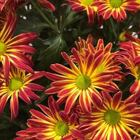 Photo of the plant species Pelee Mum by @TastyBonsai0 named Coco on Greg, the plant care app