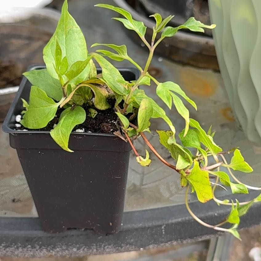 Photo of the plant species Clematis 'Blue' by @ContentTexasash named Hemingway on Greg, the plant care app