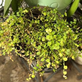Photo of the plant species White Star Creeper by @ContentTexasash named Robert Plant on Greg, the plant care app