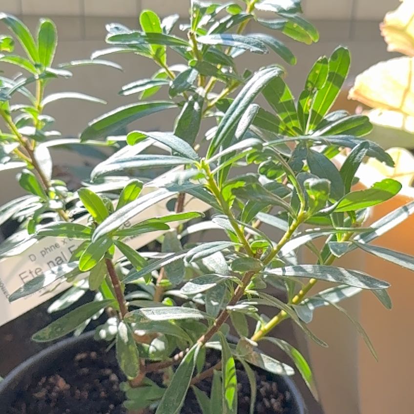 Photo of the plant species Daphne transcaucasica by @ContentTexasash named Daphne on Greg, the plant care app