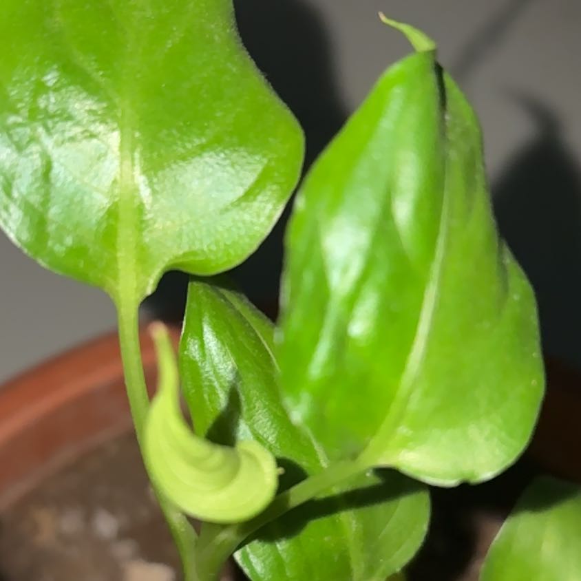 Photo of the plant species Dieffenbachia 'Tropic Snow' by @JoyousAnacua named Keanu Leaves on Greg, the plant care app
