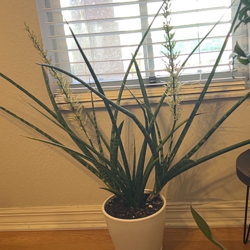 Photo of the plant species Sansevieria 'Fernwood Mikado' by @PlantTherapy101 named Hemingway on Greg, the plant care app