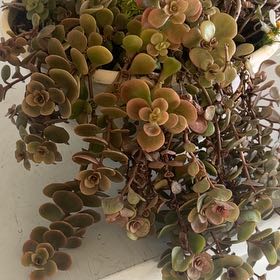 Photo of the plant species Sedum 'Coral Reef' by @PlantTherapy101 named Queen on Greg, the plant care app