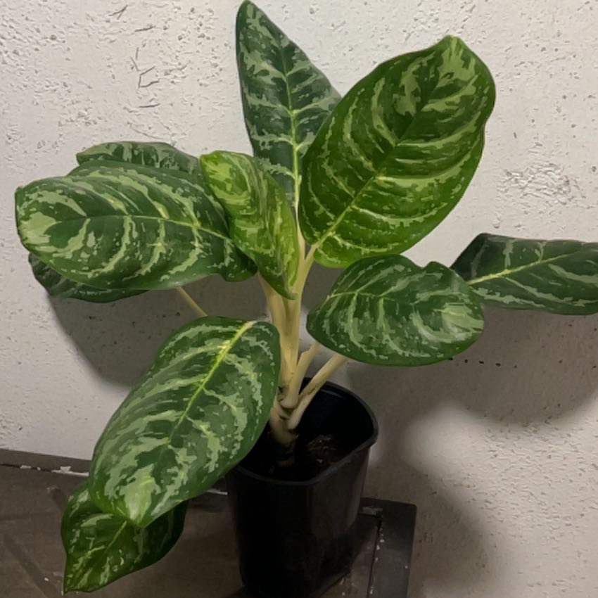 Photo of the plant species Chinese Evergreen 'Golden Madonna' by @PlantTherapy101 named Mr. Miyagi on Greg, the plant care app