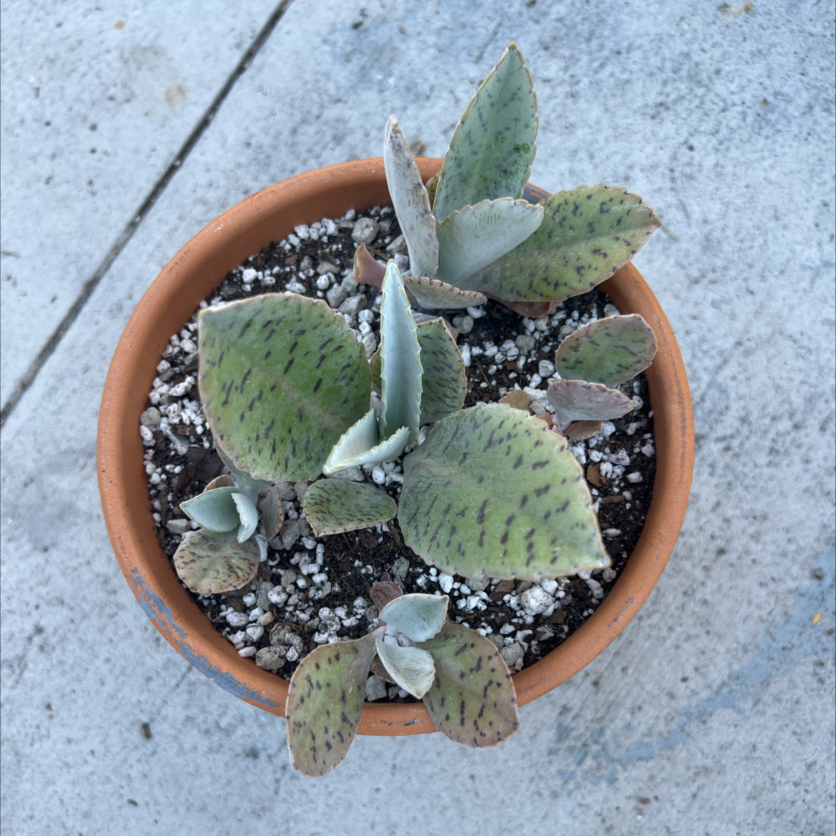 Photo of the plant species Penwiper Plant by @PlantTherapy101 named Penelope Garcia on Greg, the plant care app