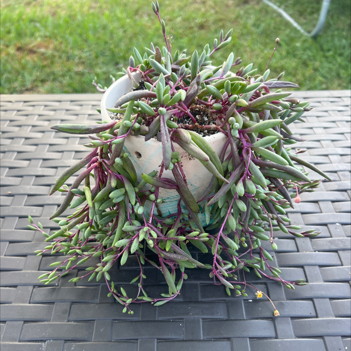 Photo of the plant species Ruby Necklace Plant by @PlantTherapy101 named String Bean on Greg, the plant care app