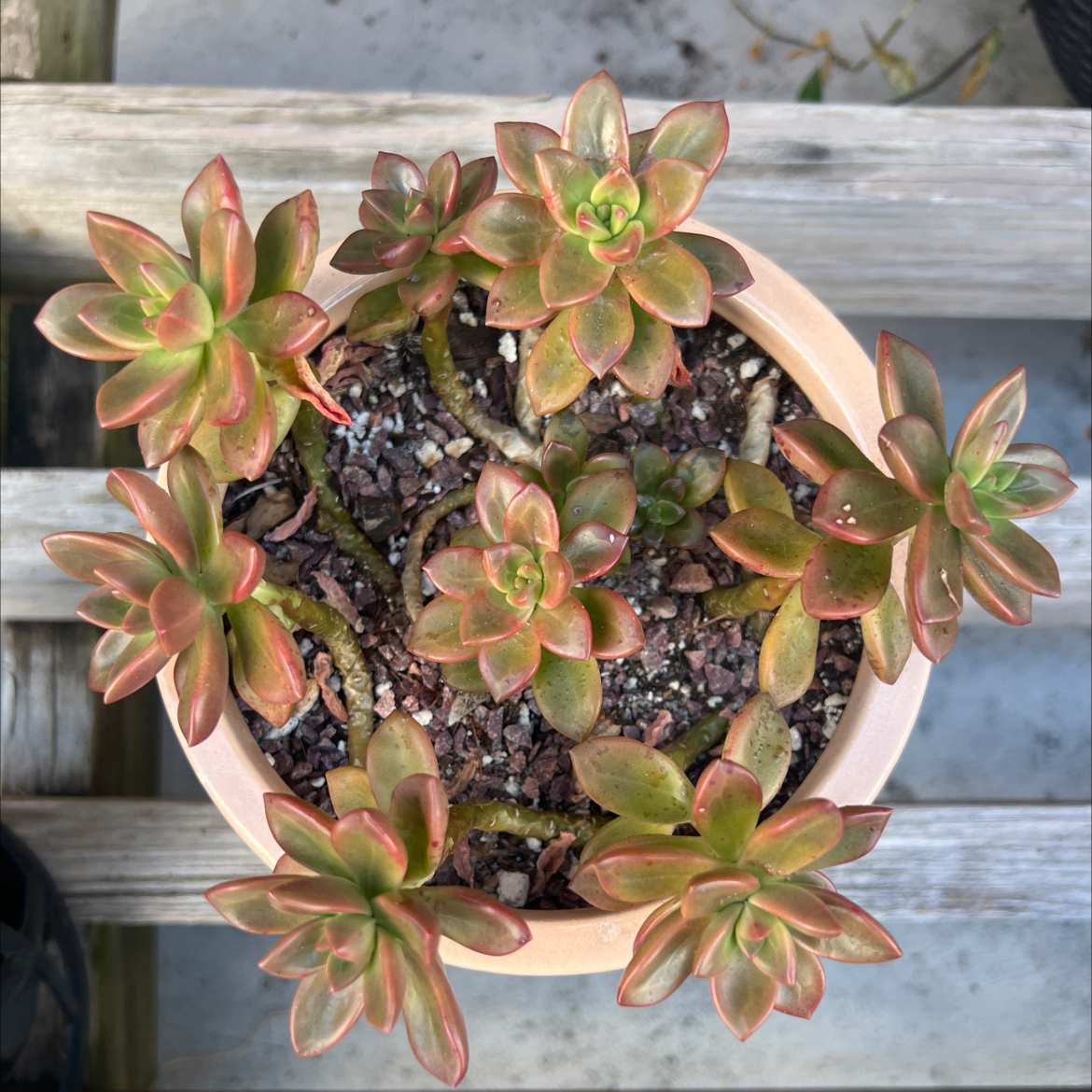 Photo of the plant species Sedeveria 'Sorrento™' by @PlantTherapy101 named Robert Plantinson on Greg, the plant care app
