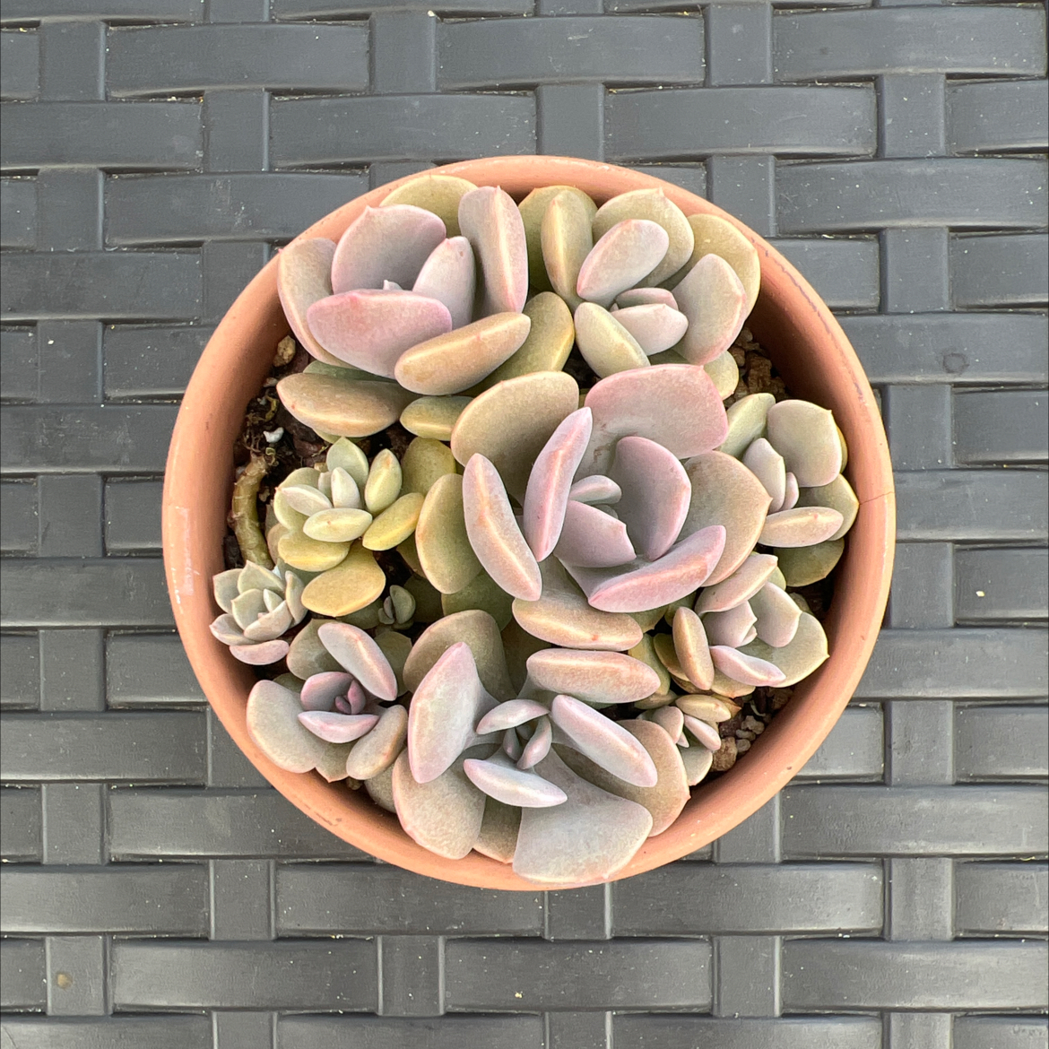 Photo of the plant species Graptoveria 'Debbie' by @PlantTherapy101 named Lil’ Debs on Greg, the plant care app