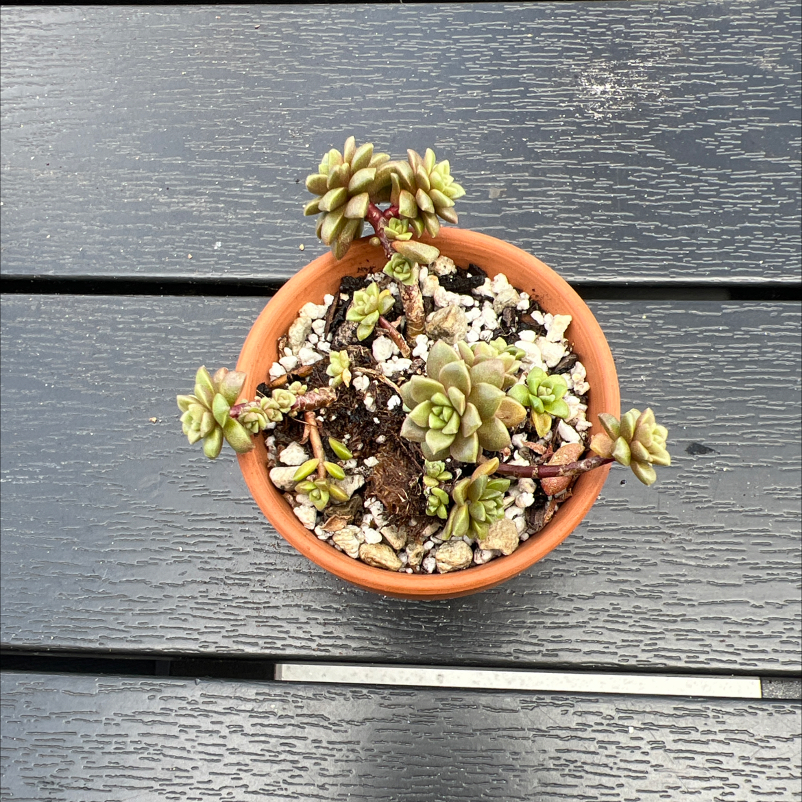 Photo of the plant species Cremnosedum 'Little Gem' by @PlantTherapy101 named Piglet on Greg, the plant care app