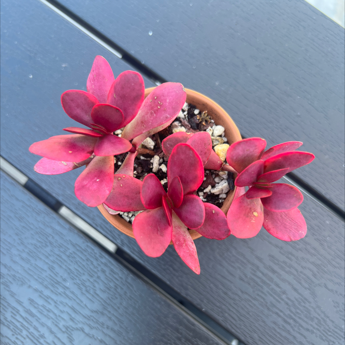 Photo of the plant species Pink Jade by @PlantTherapy101 named Rosalina on Greg, the plant care app