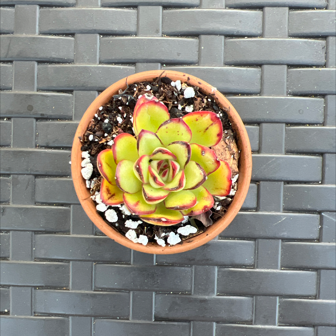 Photo of the plant species Echeveria Moon Stone by @PlantTherapy101 named Captain Plant-it on Greg, the plant care app