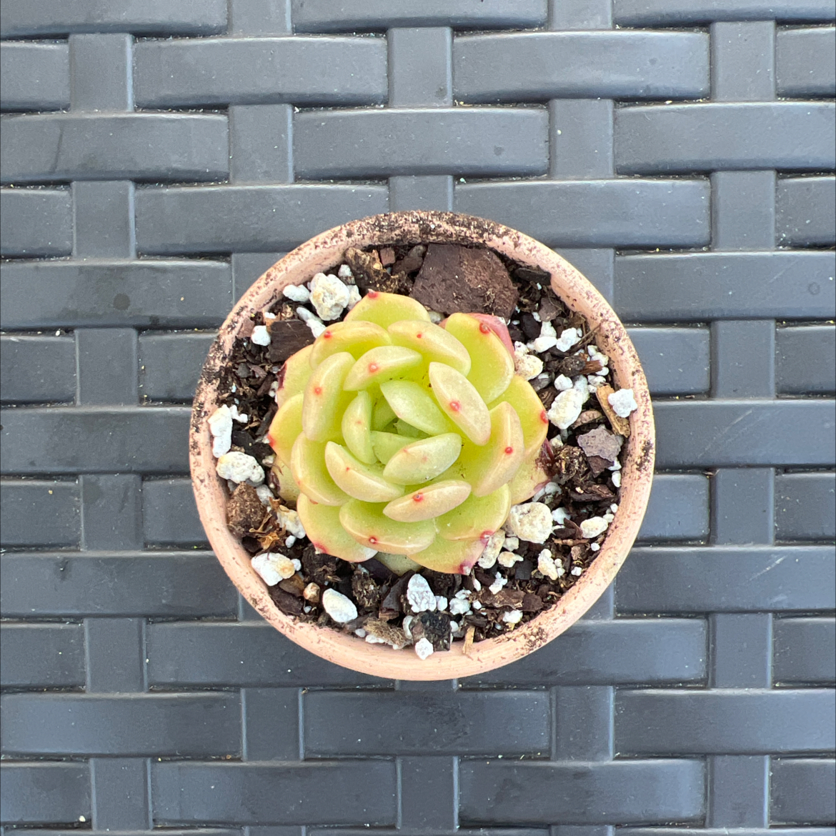 Photo of the plant species Sprout N Green by @PlantTherapy101 named Aristotle on Greg, the plant care app