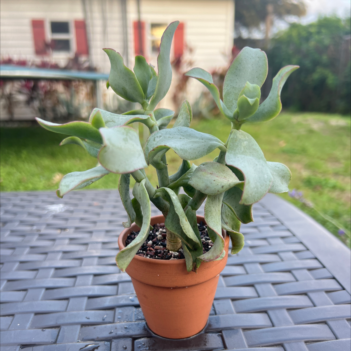 Photo of the plant species curly jade by @PlantTherapy101 named Harper on Greg, the plant care app