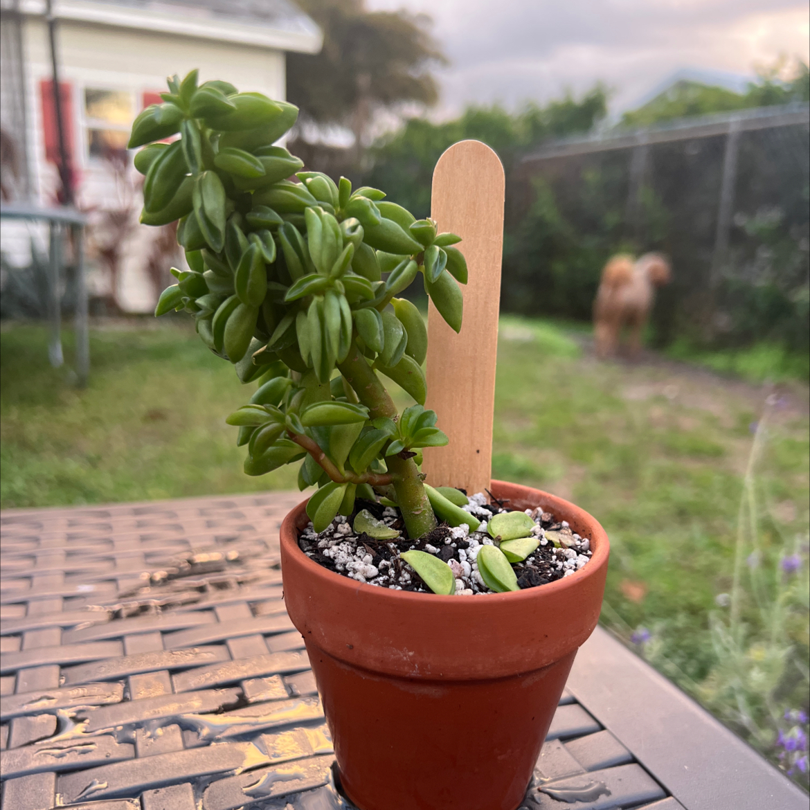 Photo of the plant species Peperomia axillaris by @PlantTherapy101 named Girlfrond on Greg, the plant care app