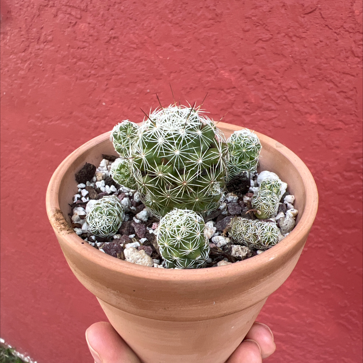 Photo of the plant species Thimble Cactus by @PlantTherapy101 named Thimblina on Greg, the plant care app