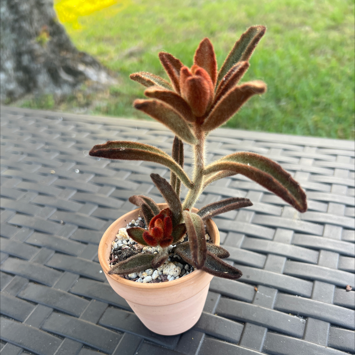 Photo of the plant species Chocolate Soldier Panda Plant by @PlantTherapy101 named Godiva on Greg, the plant care app