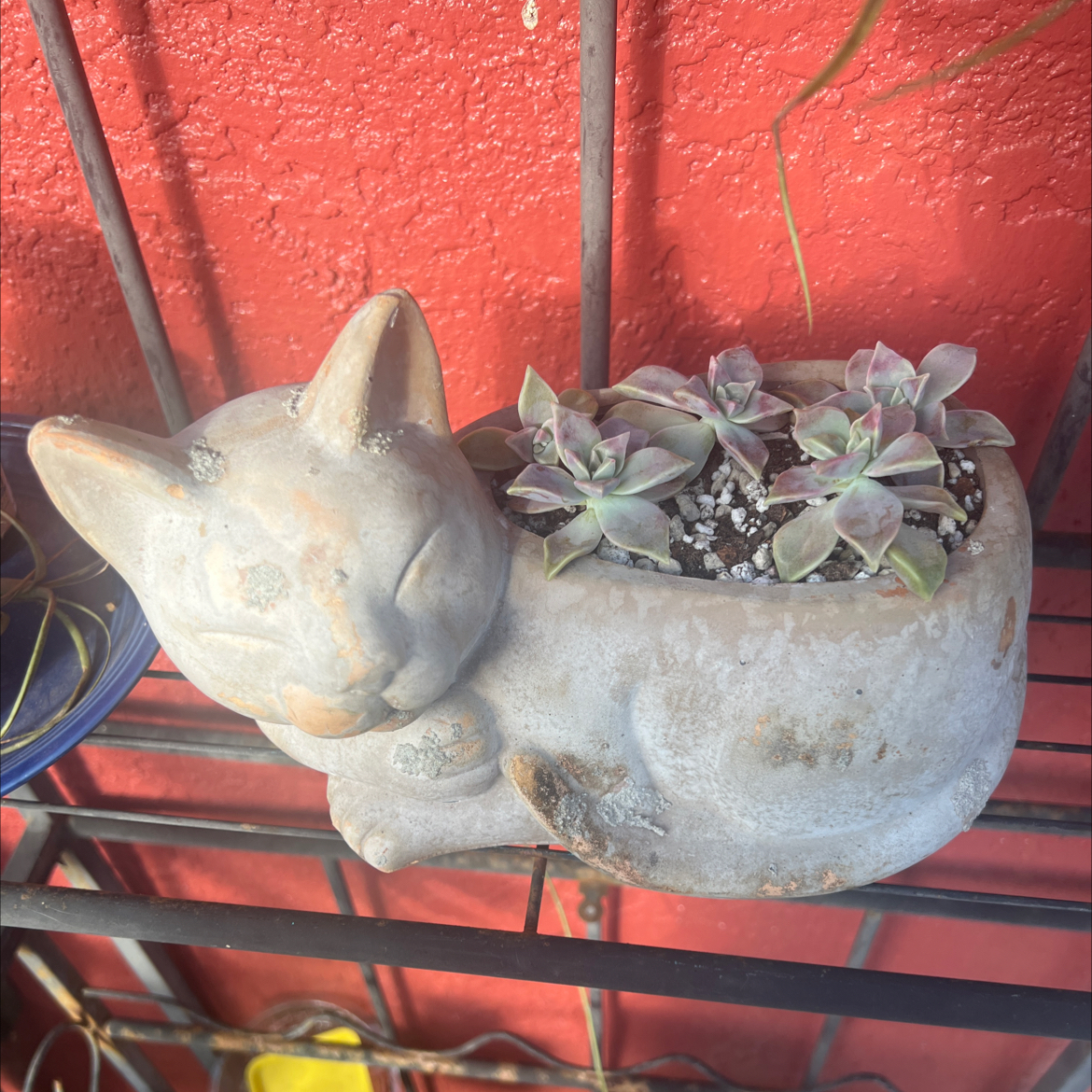 Photo of the plant species Graptopetalum 'Purple Delight' by @PlantTherapy101 named Kitty on Greg, the plant care app