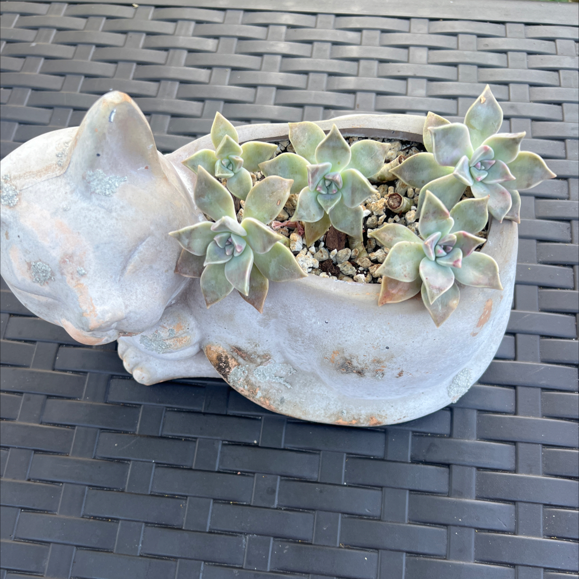 Photo of the plant species Graptopetalum 'Purple Delight' by @PlantTherapy101 named Kitty Kitty on Greg, the plant care app