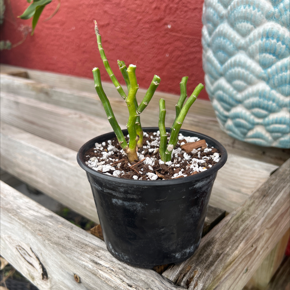 Photo of the plant species Variegated Euphorbia tithymaloides by @PlantTherapy101 named Lucifer on Greg, the plant care app