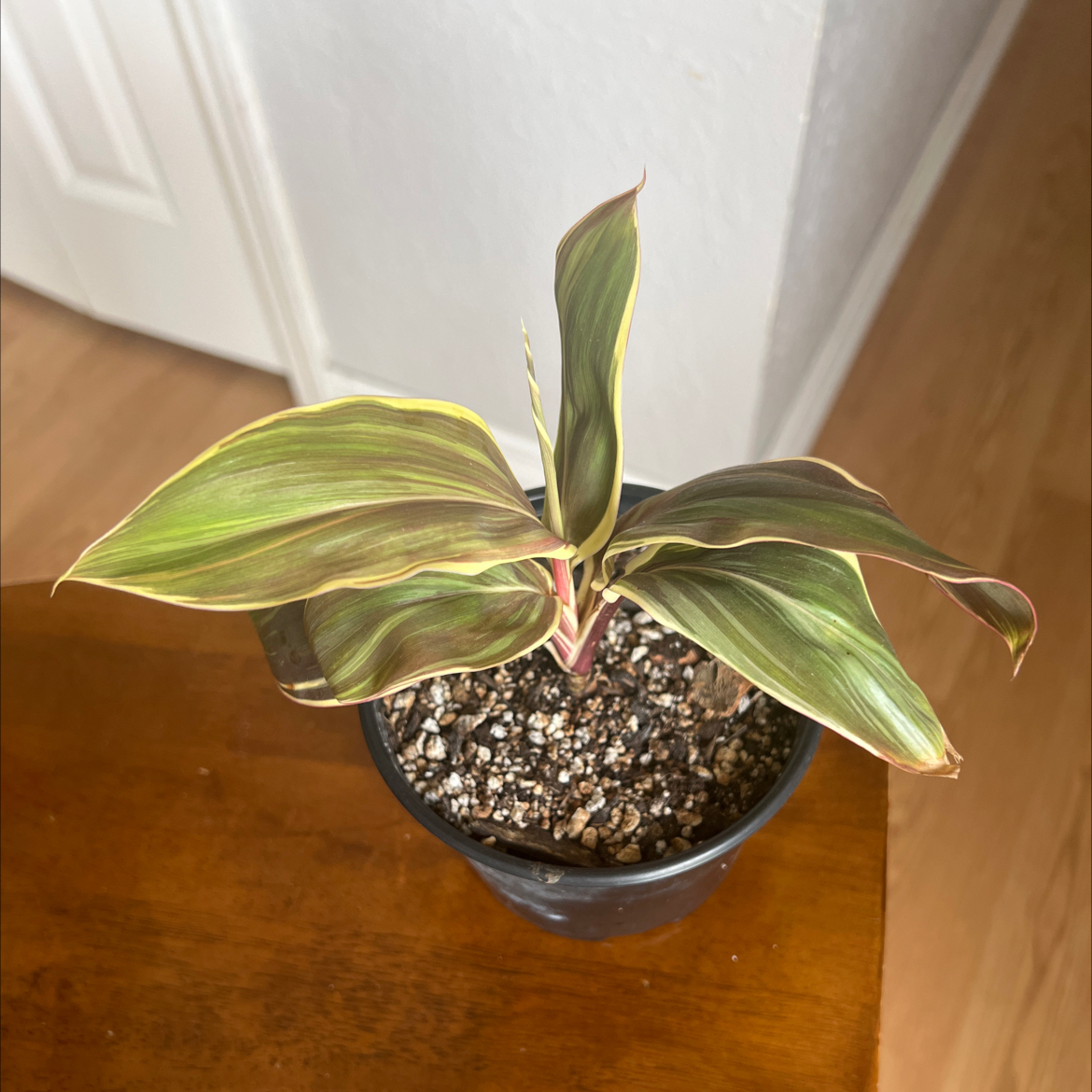 Photo of the plant species Cordyline 'Chocolate Queen' by @PlantTherapy101 named Angela Bassett on Greg, the plant care app