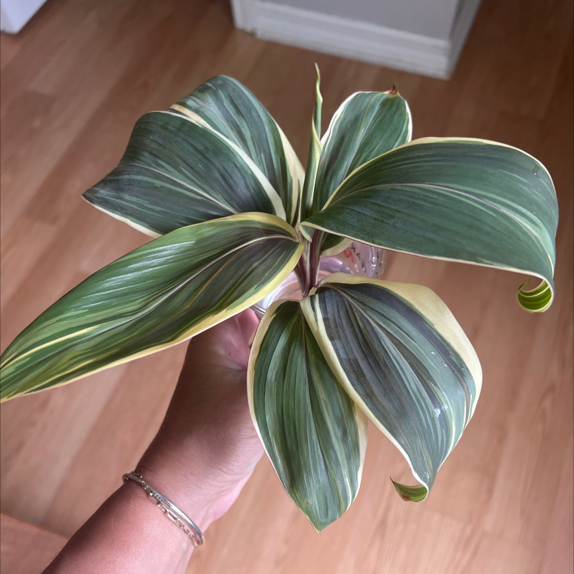 Photo of the plant species Cordyline 'Chocolate Queen' by @PlantTherapy101 named Angela Bassett on Greg, the plant care app